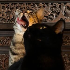 Meet your Posher, Kait